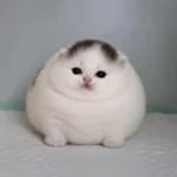 Coin image for ALWnMroGF4nEbboBPTBjaMYBJS5gdA3tiQLhdkYPpump