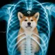 Coin image for AXjUZsaPpKdaShmz9kWkyo6RWZUSECzmtDe2jyxYpump