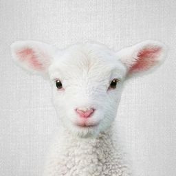 Coin image for AYYFX9wDL7reBGEodrAzvCLs8knt4ZCXASU8nk6Npump