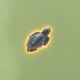 Coin image for AcaDzoHQSHZtFHoSzUzyahmcF17Sp4bLBKNapsXHpump