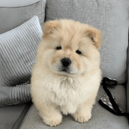 Coin image for AdVYFbAFYKsbi6wMTyveRWa1pAT1131LCC75RP7Apump