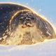 Coin image for Akj8sdPYmMX8LN4B5u214L5gV7S1s1Sgt37ZBWBypump