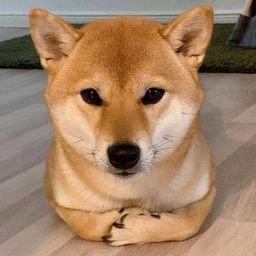 Coin image for AkxfNWRo9vdhQ4LPXPXNMvybUyJVvrQAWnFQ6HXpump