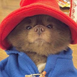Coin image for AmQTTunjPS7SRbeMDw9gh9hTuMwewFozAnNpbYJ2pump