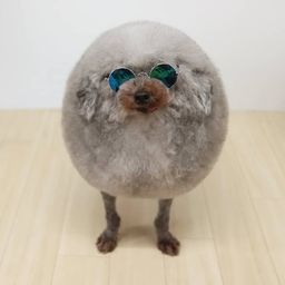 Coin image for AmQxtSp3RcRkkoWWnReHdinQeK8hFZpAC3RPJqoqpump