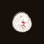 Coin image for AnpwUAqpKKng7c9W2pvABE4thsNcgCShPnt33u8Pooki