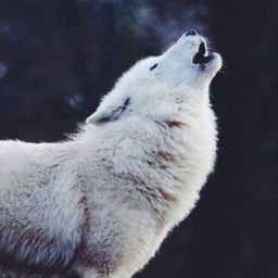 Coin image for Arv84gPqp7wLygNHZQEJKZRNFeFxk9SLMXKupNQLpump