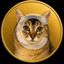 Coin image for AvecKFxn8ihToR7gwgAVjfqV56N1rWhN7hv8joXQpump