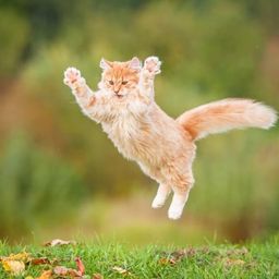 Coin image for Azo94q9T3HPsRfny7NrUN6oopSo3a5c7aPDACCDspump