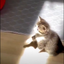 Coin image for BBoSQw5yjSfJ3z8T1FXCbUoeB4LtzpUoMxQ6waPARR5W