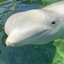 Coin image for BGMn4ouTJhPtKDgdBxabGo4PPrgvDyX1NbzChtsnNF7w