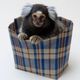 Coin image for BRC6GLidQKLwhB8KgLL45KgpumVbG5XGHzCxFzGWpump
