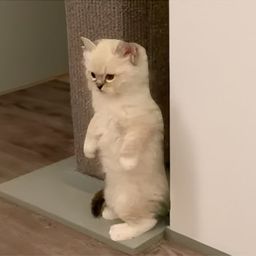 Coin image for BToEDpLbADkhoUtKSYmWxX8KWVTfo1YcMBv2RaWC6TeF