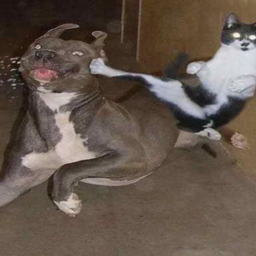 Coin image for BUa8S3GhsY7MMXh1phNAmBYRwkJkMAp5AX5CqLEQpump