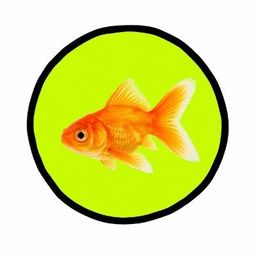 Coin image for BUbn6codB2hxDdPRGtoMzoaY8cSBFzB399gDocPVpump