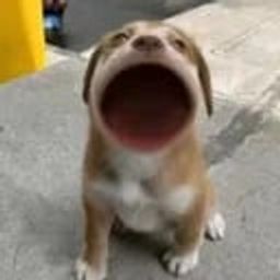 Coin image for BbDdvvhPHCc2RZ3KYvSKMNav5EJQvZXfQLqDp32Spump