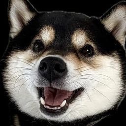 Coin image for BeEhSL3RBnruPEyhw5VAPPk2BD6yoXj8SkyFKd7Zpump
