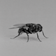 Coin image for BgPVa7sDjUaS5gBFZTFLsgFJBCYYmLcuBuNwsGcRRgxv