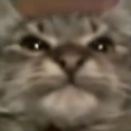 MAU