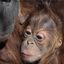 Coin image for BjswLGHRq6FodKUBjCwt2QGieAXPpq9PDGGhPC2Bpump