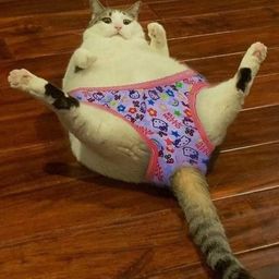 Coin image for C31pk5XRQMfv6UaSSHb5eNjgo2EZeFBmjC19H3Capump