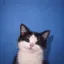 Coin image for CAT6QC1TgXNbeg5U3wg2gUEhnCbkmPWhbzaSur3qmeow