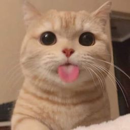 Coin image for CBcRisyB2uTiGc7thiCqkDwFvbWfYvdcxzrNGSxjpump