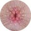 Coin image for CMQL4qGgKEuvr4hpnwUnrVyp1Vp5BM95rxoMj11o5xxy
