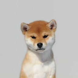 Coin image for CMqUDzWSxJeRewwGA1wf9GhcTmEeA8dirTXcX2yhpump