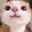 Coin image for CNJzPZsexW7YU4HZrA3zSk6jy6t6nPDZ15TU8hyhpump