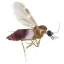 MIDGES