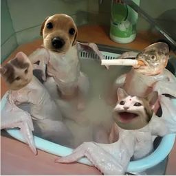 Coin image for CSvyzxDmaeFrPTAsrMLTrfNR6ntynXXHhLRwESLXpump