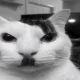 Coin image for CUtQkWVGXH25bLye3q5duiWhejzuEgjsPxD1yhTzpump