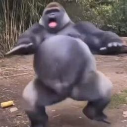 Coin image for CVanx3iPWWiTes4UNfEmuiCPbCjYuZYUb6hT89MHpump