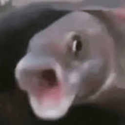 Coin image for CWUxFkoTJMMT2PgcQLwuALze4jXXgCmDPNfUr9f5pump