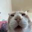 Coin image for CaTbxdiqDroC7XzpmSuDQxCvjGHS3kmFd6cfR2yVLvGG