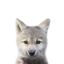 Coin image for CatsGV9Me1sA9chSmc19uqEjPpqZoNavdjvRKRyg9drd