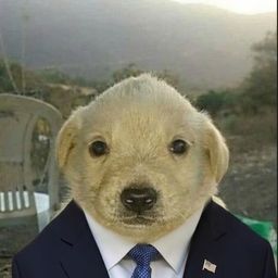 Coin image for CdRYenHhPDazQdZvMpm7wGDMLZm8AAyhWFqN3UrFpump