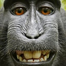 Coin image for ChrLAimovS9RdMFGCqaBfj6KELEzmZdTGRWh9woUpump