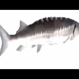 Coin image for CkqgcuKhy8QaLLsgN81S2WRiPSM1MJgPUNmJjVfGpump