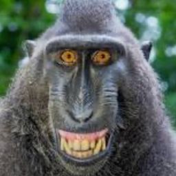 Coin image for CmfUShRHsaweKNPnx9HD9ppcgRE7UmAXgsQuPqMupump