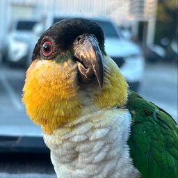 Coin image for CoApf9t1pabhpXYs5dW8otaQuWTKdPaFuY7DBk92pump