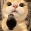Coin image for CwqmFEoMAn5zDWMpWoAefdj3kDqhxHofnD2AmrUFpump