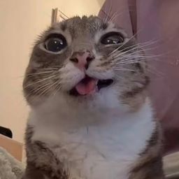 Coin image for D4jfgHVNtkGQyVBfHXrmrfkXLLF3TaNj4FNdBNCFpump