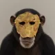 Coin image for D7H1fvPCipZDYf4fUsqGJ2M3c39xHo2nLikcCy9Rpump
