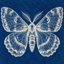 Coin image for DFpeLu3qtdGb313Z4m7ygnP92NwzVtCCCAUPgV7zSTEh
