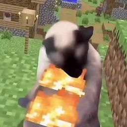 Coin image for DRbFoXgit13FSW6eYd2kCeoQXHcGTFzESwDmjisvpump