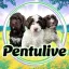 Pentulive