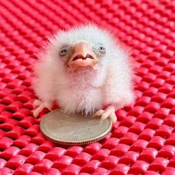 Coin image for DYGvmPjSfVnumRT9Ri3ZvzPvffqevaCt12XLnoR4pump