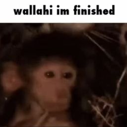 Coin image for Do9Fuob3PDWS1uLLxHTTedWvwzSej4yaaiFcqghHpump
